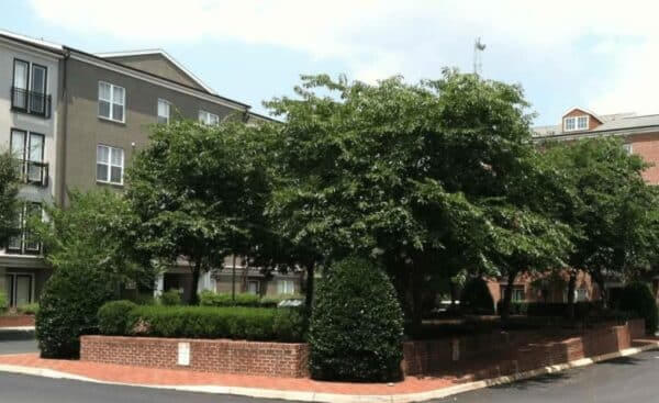 Walker Square condos Charlottesville VA for sale